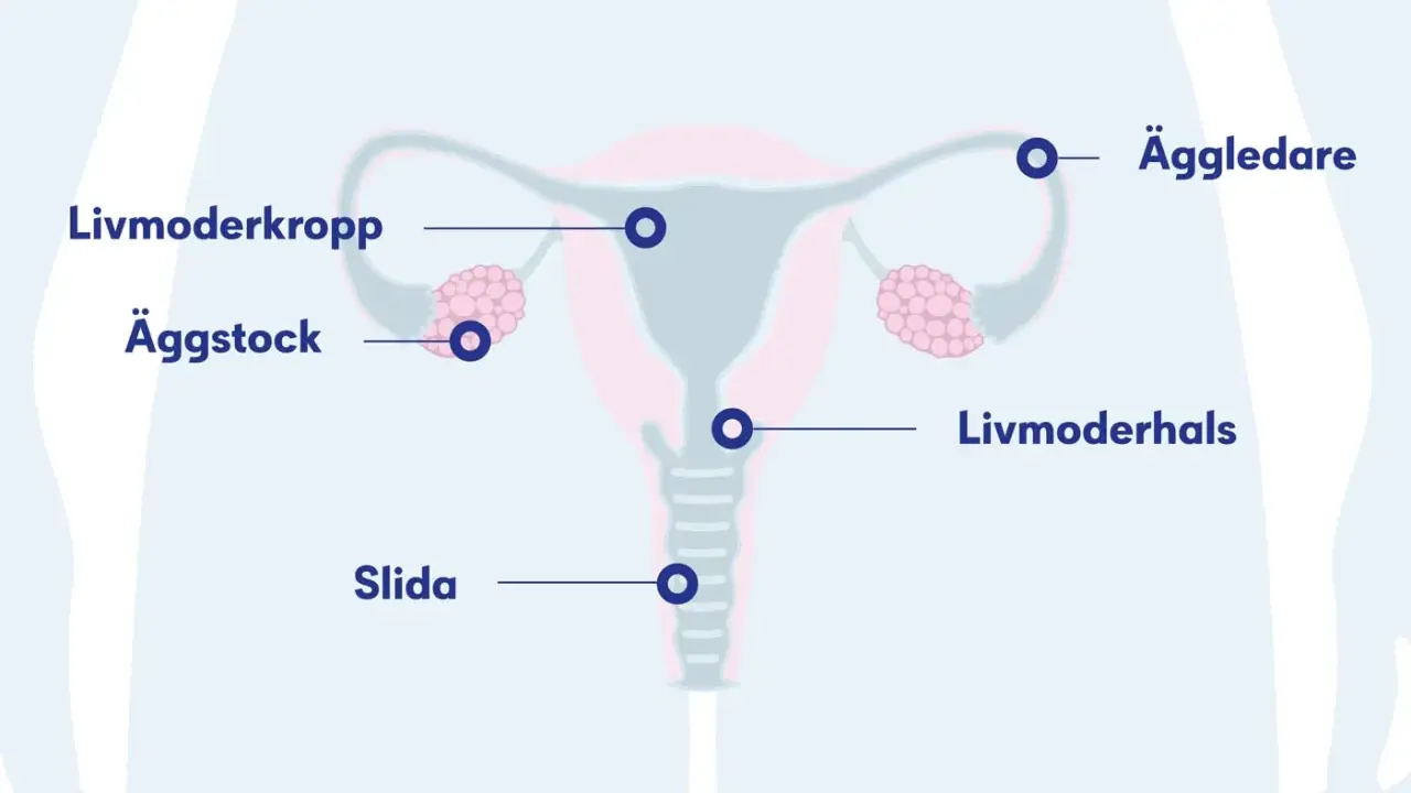 Illustration av kvinnans reproduktionsorgan med livmoder, äggstockar, äggledare, livmoderhals och slida. Dessa delar är viktiga för att få pad provsvar.