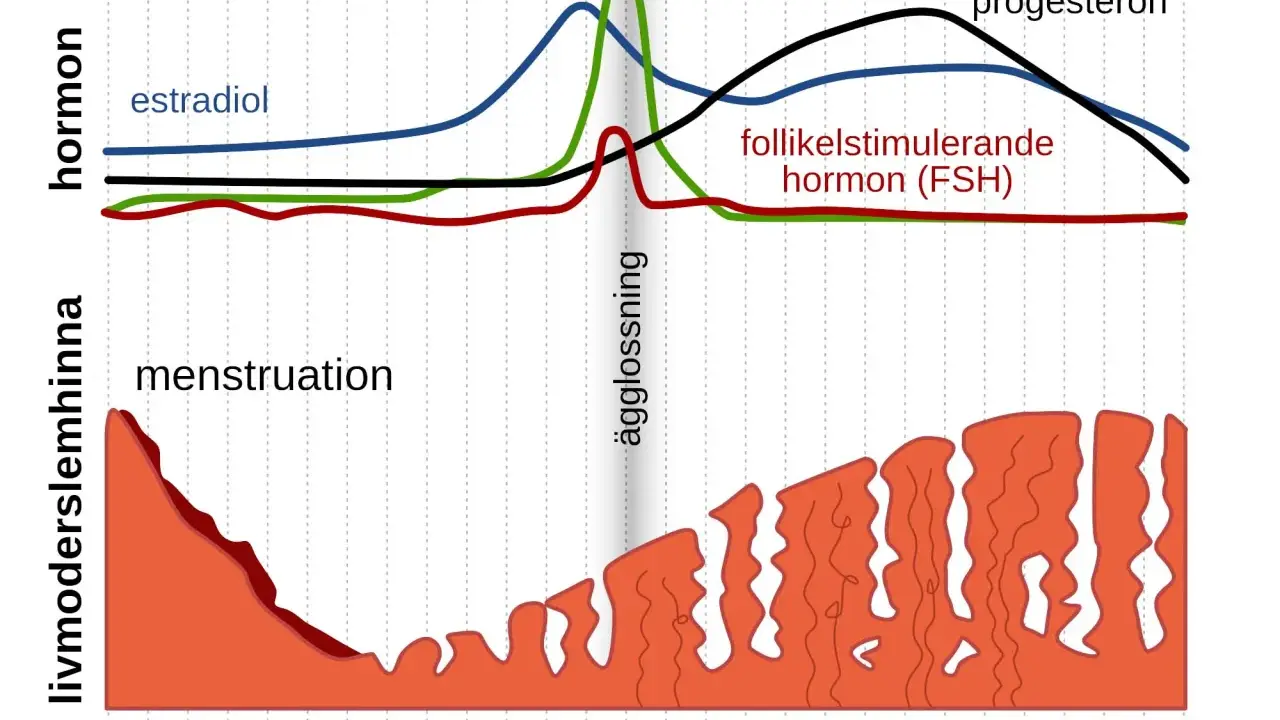 Graf som visar hur hormonnivåer under graviditet och menstruationscykeln förändras. Estradiol, LH, FSH och progesteron påverkar livmoderslemhinnan.