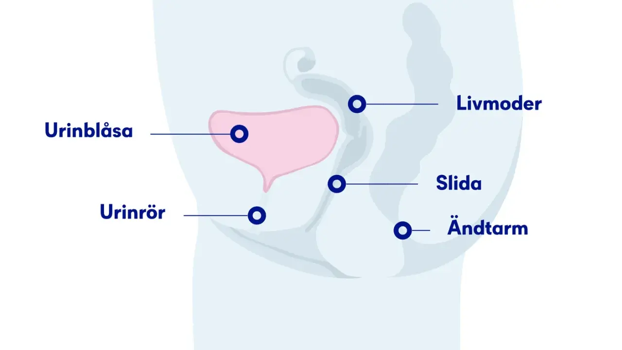 Illustration av kvinnans bäckenorgan: urinblåsa, urinrör, livmoder, slida och ändtarm. Kan hjälpa förstå varför det är svårt att kissa ut det sista.