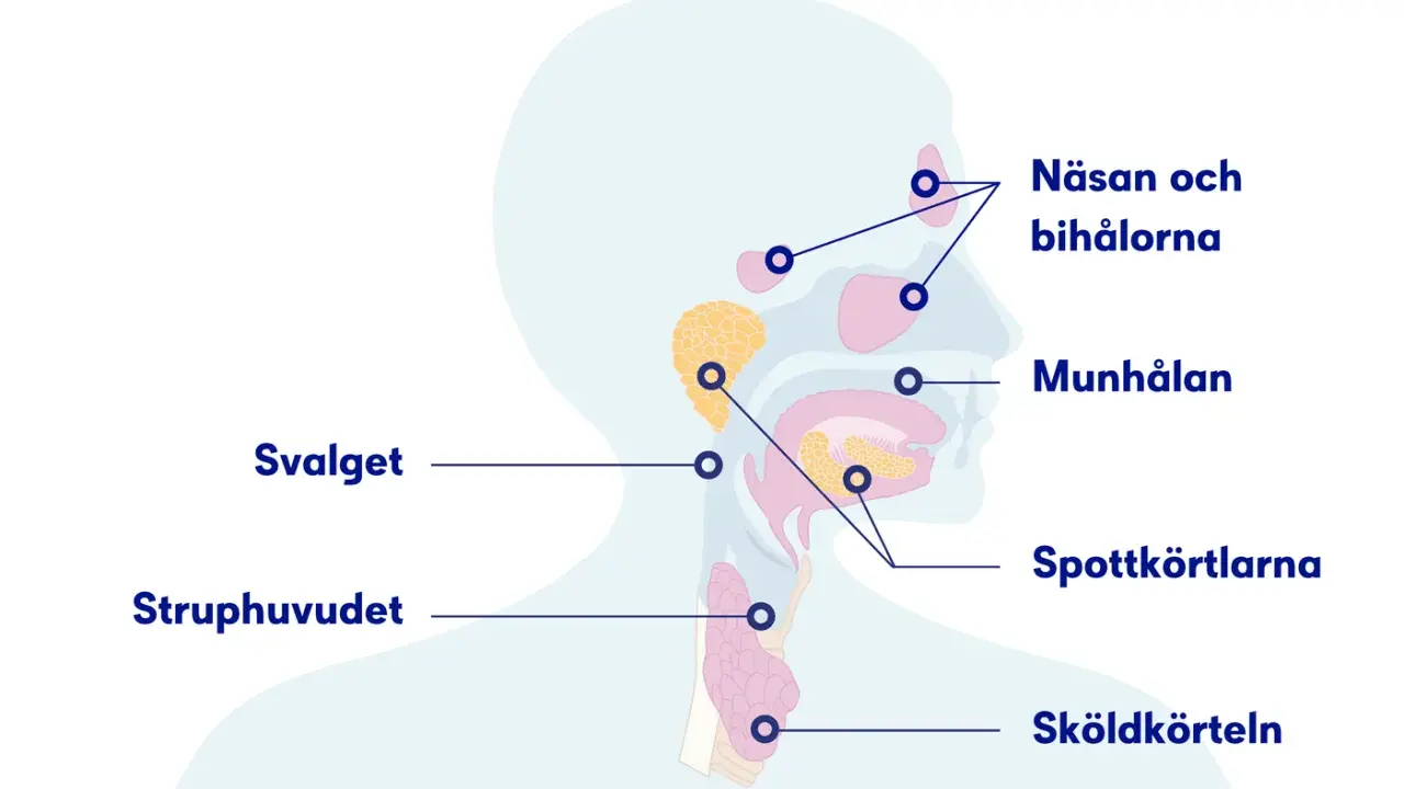 Illustration av huvud och hals med markerade områden som näsa, bihålor, munhåla, spottkörtlar, svalg, struphuvud och sköldkörtel.