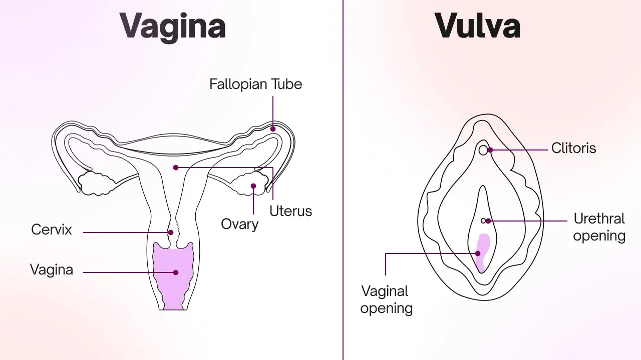 Illustration av kvinnans anatomi, visar livmoder, äggstockar, livmoderhals, vagina och vulva med klitoris och urinrörsöppning. Viktigt för förståelse av framfall vid samlag.