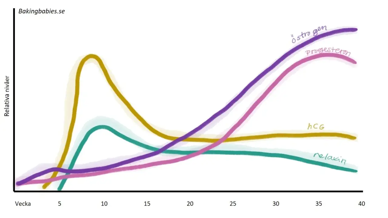 Graf som visar hormonförändringar under graviditet. Östrogen och progesteron ökar, medan hCG och relaxin har andra mönster. Viktigt för att förstå graviditet och eventuellt framfall gravid.
