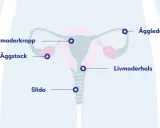 Illustration av kvinnans reproduktionsorgan med livmoder, äggstockar, äggledare, livmoderhals och slida. Dessa delar är viktiga för att få pad provsvar.