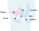 Illustration av bäckenorganen: urinblåsa, livmoder, slida, ändtarm och urinrör. Visar hur ett framfall av urinblåsan kan påverka dessa.