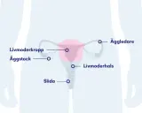 Illustration av kvinnans reproduktionsorgan. Kan ge en förklaring till ont i livmodern klimakteriet.