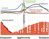 Graf som visar hur hormonnivåer under graviditet och menstruationscykeln förändras. Estradiol, LH, FSH och progesteron påverkar livmoderslemhinnan.