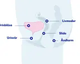 Illustration av kvinnans bäckenorgan: urinblåsa, urinrör, livmoder, slida och ändtarm. Kan hjälpa förstå varför det är svårt att kissa ut det sista.