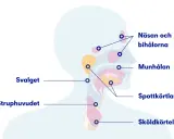 Illustration av huvud och hals med markerade områden som näsa, bihålor, munhåla, spottkörtlar, svalg, struphuvud och sköldkörtel.