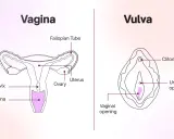 Illustration av kvinnans anatomi, visar livmoder, äggstockar, livmoderhals, vagina och vulva med klitoris och urinrörsöppning. Viktigt för förståelse av framfall vid samlag.