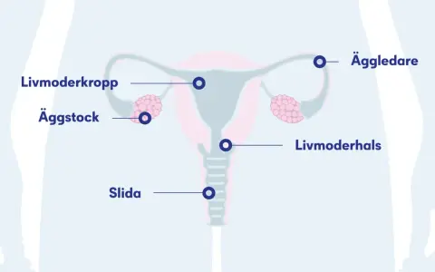 Illustration av kvinnans reproduktionsorgan med livmoder, äggstockar, äggledare, livmoderhals och slida. Dessa delar är viktiga för att få pad provsvar.