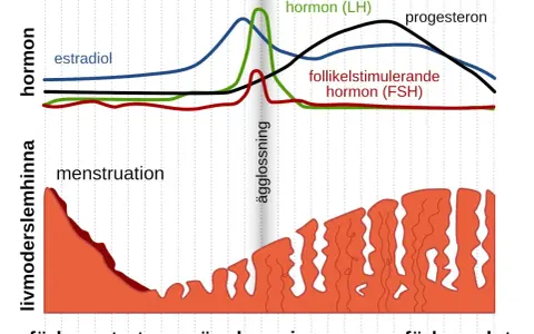 Graf som visar hur hormonnivåer under graviditet och menstruationscykeln förändras. Estradiol, LH, FSH och progesteron påverkar livmoderslemhinnan.