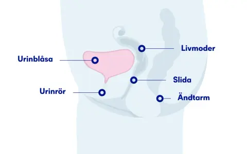 Illustration av kvinnans bäckenorgan: urinblåsa, urinrör, livmoder, slida och ändtarm. Kan hjälpa förstå varför det är svårt att kissa ut det sista.