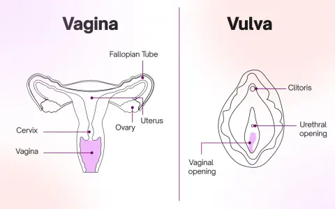 Illustration av kvinnans anatomi, visar livmoder, äggstockar, livmoderhals, vagina och vulva med klitoris och urinrörsöppning. Viktigt för förståelse av framfall vid samlag.