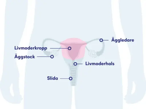 Illustration av kvinnans reproduktionsorgan med livmoder, äggstockar, äggledare, livmoderhals och slida. Kan visa potentiella biverkningar efter hysterektomi.