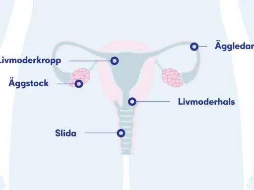 Illustration av kvinnans reproduktionsorgan med livmoder, äggstockar, äggledare, livmoderhals och slida. Dessa delar är viktiga för att få pad provsvar.