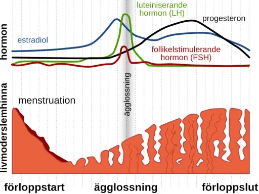 Graf som visar hur hormonnivåer under graviditet och menstruationscykeln förändras. Estradiol, LH, FSH och progesteron påverkar livmoderslemhinnan.