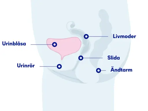 Illustration av kvinnans bäckenorgan: urinblåsa, urinrör, livmoder, slida och ändtarm. Kan hjälpa förstå varför det är svårt att kissa ut det sista.