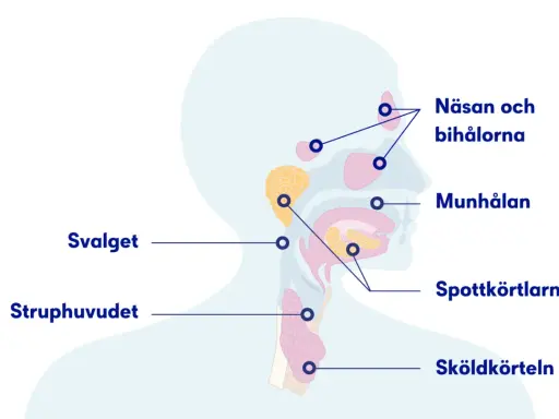 Illustration av huvud och hals med markerade områden som näsa, bihålor, munhåla, spottkörtlar, svalg, struphuvud och sköldkörtel.