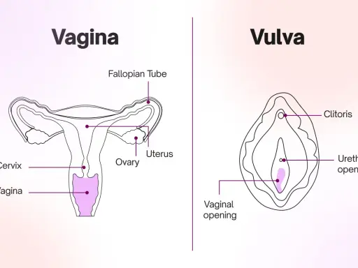 Illustration av kvinnans anatomi, visar livmoder, äggstockar, livmoderhals, vagina och vulva med klitoris och urinrörsöppning. Viktigt för förståelse av framfall vid samlag.