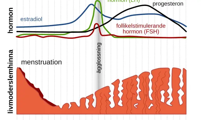 Graf som visar hur hormonnivåer under graviditet och menstruationscykeln förändras. Estradiol, LH, FSH och progesteron påverkar livmoderslemhinnan.