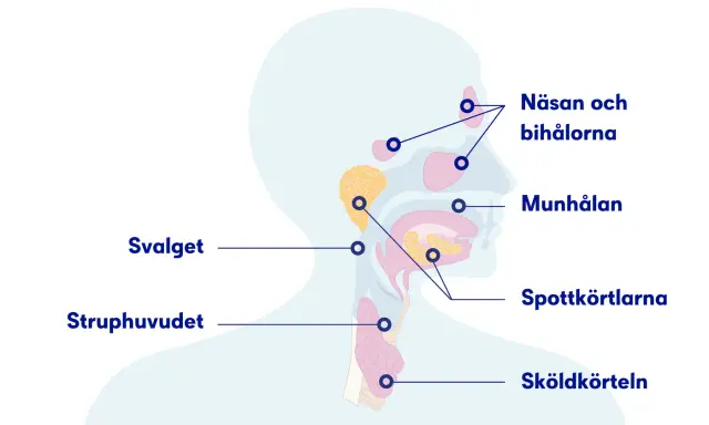 Illustration av huvud och hals med markerade områden som näsa, bihålor, munhåla, spottkörtlar, svalg, struphuvud och sköldkörtel.