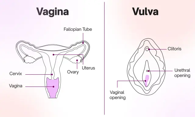 Illustration av kvinnans anatomi, visar livmoder, äggstockar, livmoderhals, vagina och vulva med klitoris och urinrörsöppning. Viktigt för förståelse av framfall vid samlag.