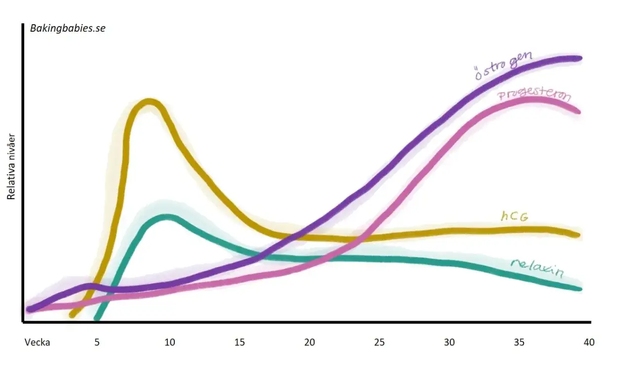 Graf som visar hur hormonnivåer under graviditet förändras över tid. Östrogen och progesteron ökar stadigt, medan hCG och relaxin har andra mönster.