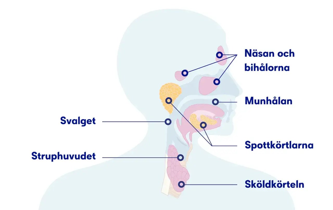 Illustration av m&auml;nniskans huvud och hals med markerade omr&aring;den som n&auml;sa, munh&aring;la, spottk&ouml;rtlar och sk&ouml;ldk&ouml;rtel. Kan vara relevant vid problem som bl&aring;sor i halsen vuxen.