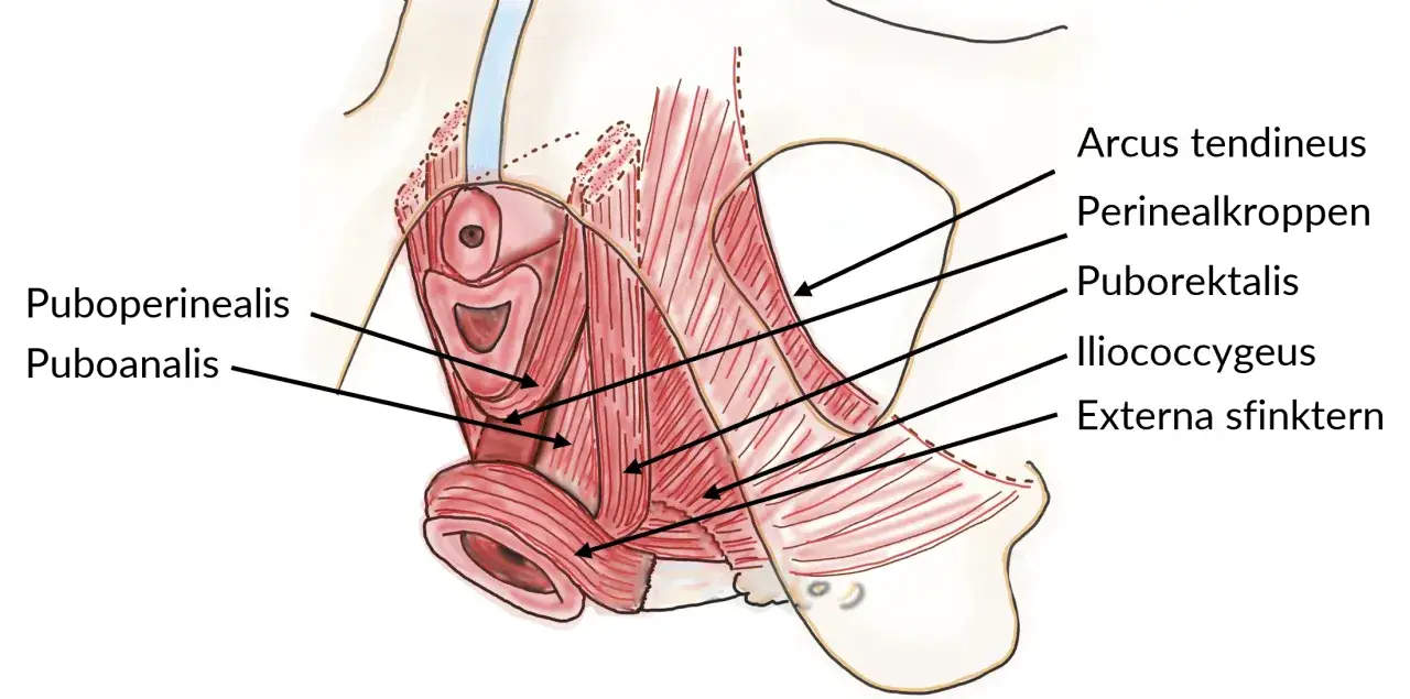 Muskler i b&auml;ckenbotten, inklusive transversus perinei, illustrerade med anatomiska etiketter.