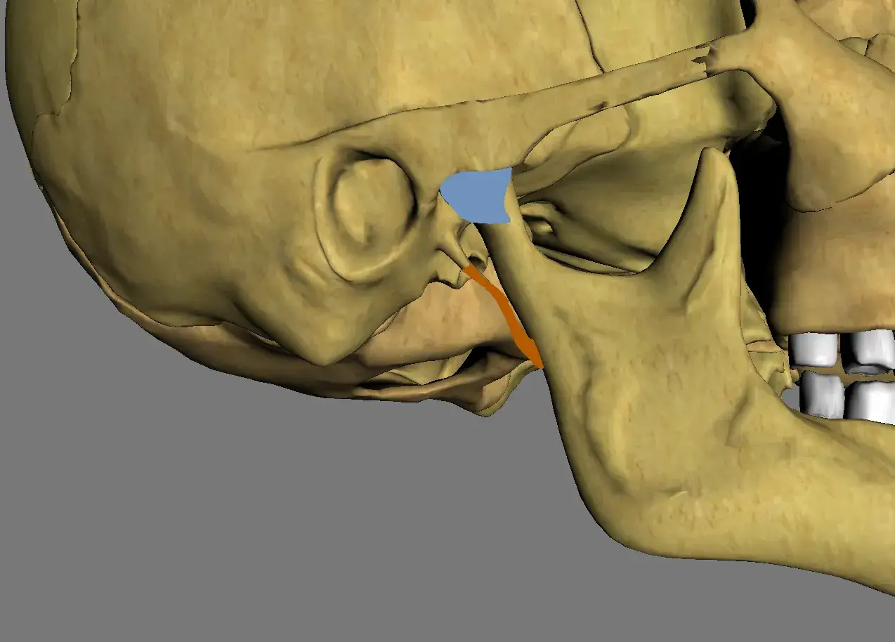 Detaljerad vy av k&auml;kleden, med framtr&auml;dande tuberculum articulare och k&auml;kbenet.