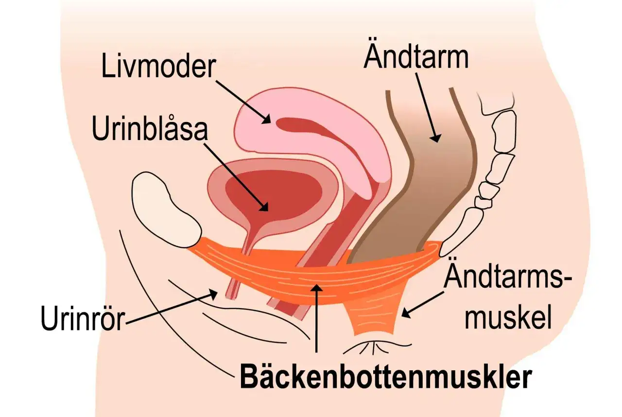 Illustration av kvinnans b&auml;ckenbottenmuskler, urinbl&aring;sa och livmoder. Kan vara sv&aring;rt att kissa ut det sista om musklerna &auml;r svaga.
