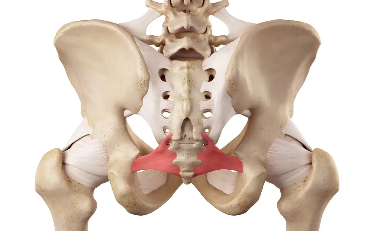 Muskler i b&auml;ckenet, inklusive piriformis, som kan orsaka tryck i underlivet vid sp&auml;nning.