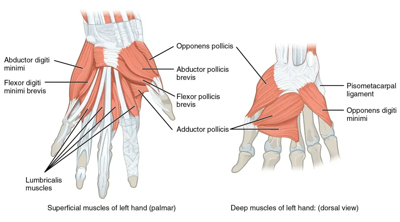 Illustration av v&auml;nster hand, ytliga muskler (palmar) och djupa muskler (dorsal). Visar muskler som abductor digiti minimi och flexor pollicis brevis, bra f&ouml;r att f&ouml;rst&aring; en stukad handled utan svullnad.