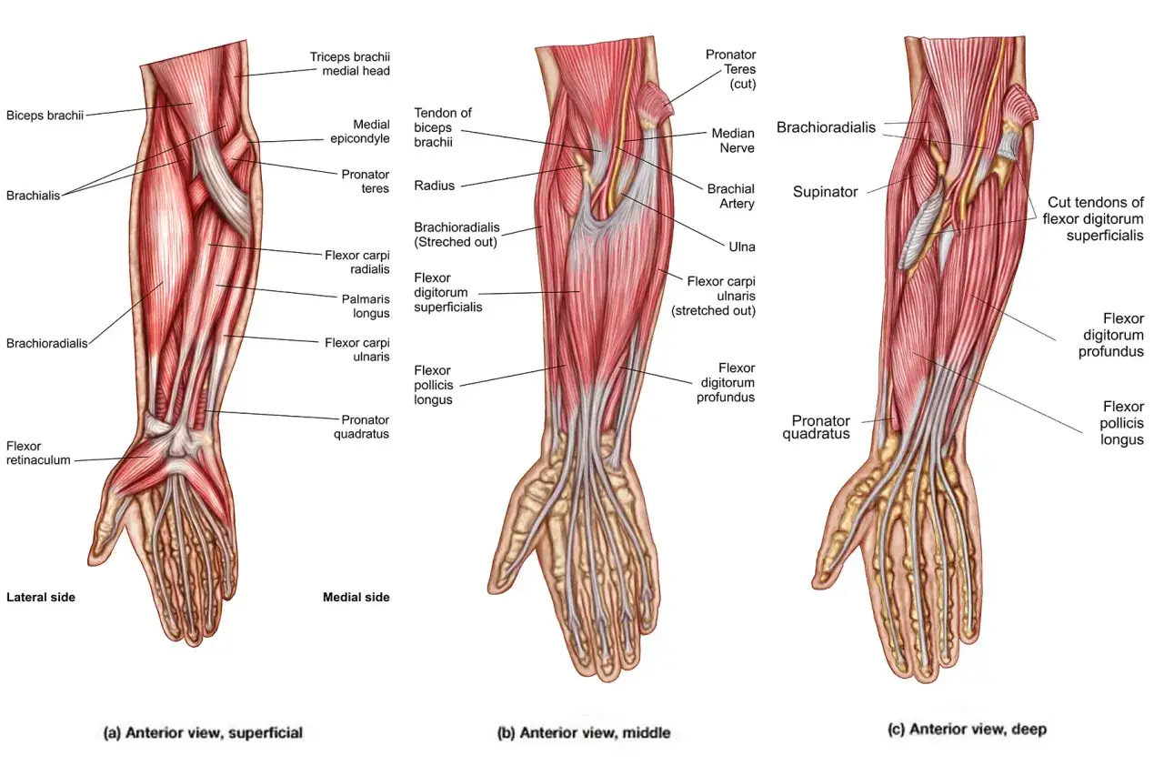 Detaljerad anatomisk illustration av muskler underarm, visar ytliga, mellersta och djupa lager.