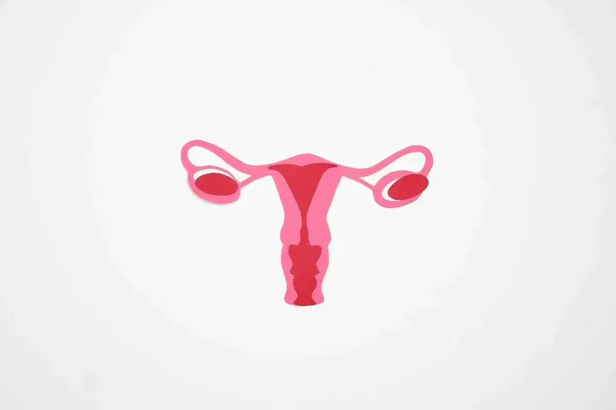 En illustration av livmodern och &auml;ggstockarna, som kan symbolisera biverkningar efter hysterektomi.