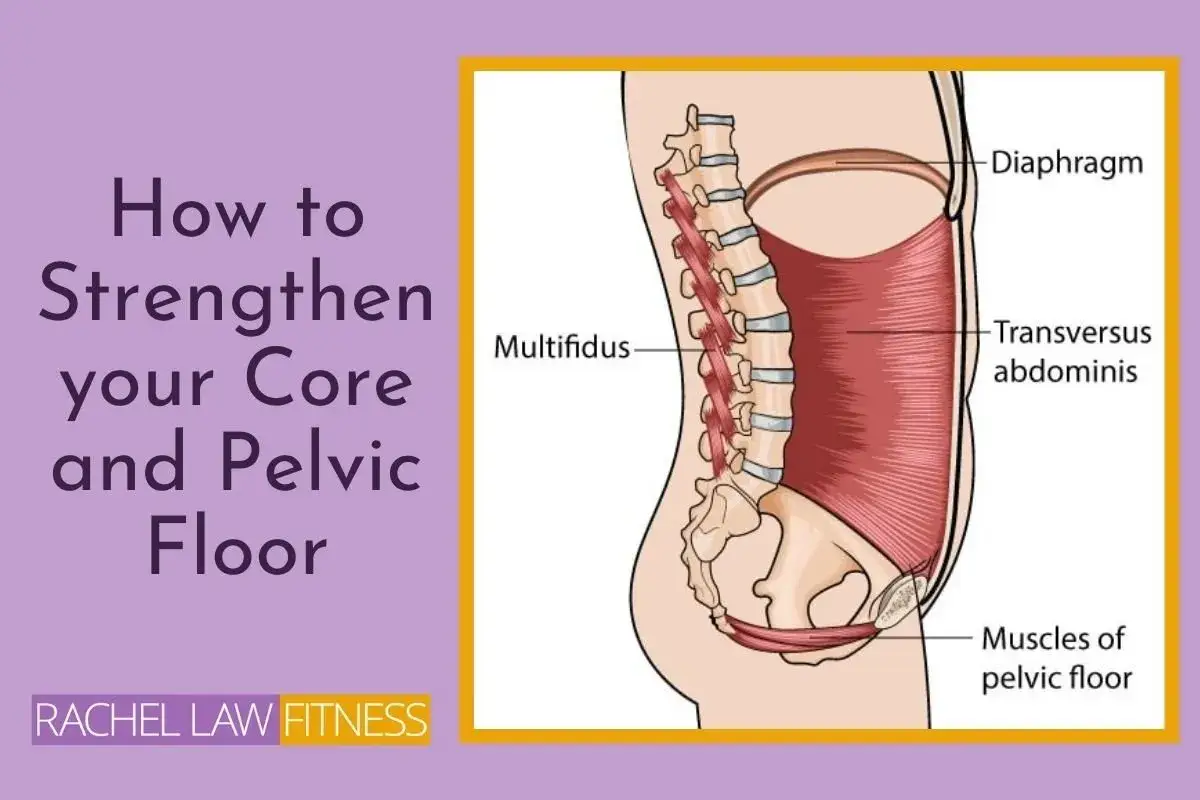 Illustration visar hur man st&auml;rker sina core muskler, inklusive diafragma, transversus abdominis och b&auml;ckenbotten.