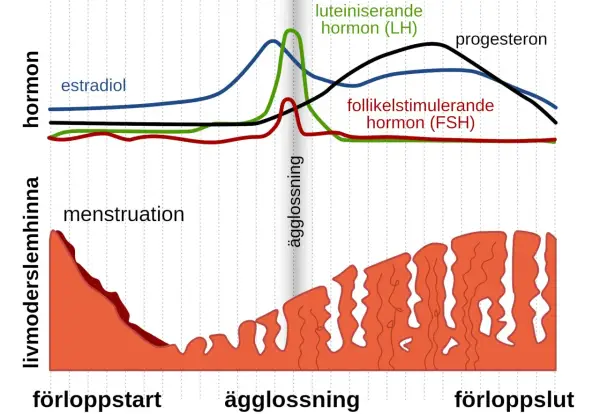 Graf som visar hur hormonnivåer under graviditet och menstruationscykeln förändras. Estradiol, LH, FSH och progesteron påverkar livmoderslemhinnan.